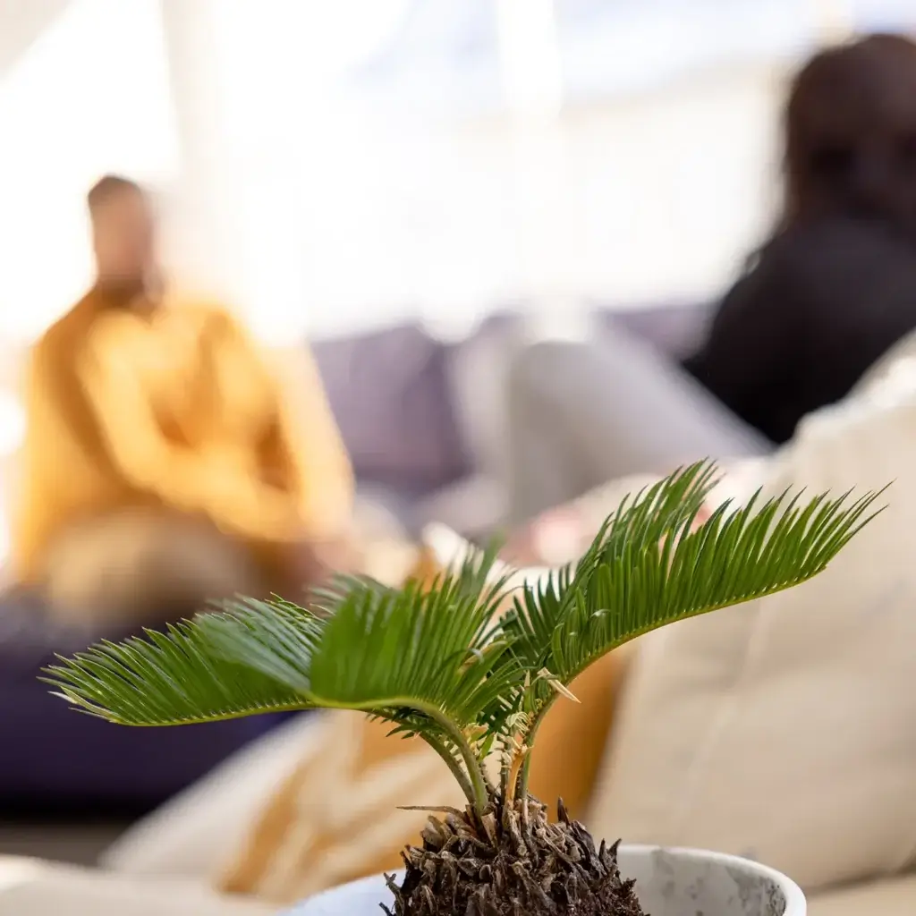 Close up of a small potted needle plant. In the background, two people talk on opposite couches.