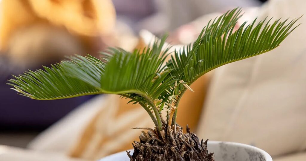 Close up of a small potted needle plant. In the background, two people talk on opposite couches.